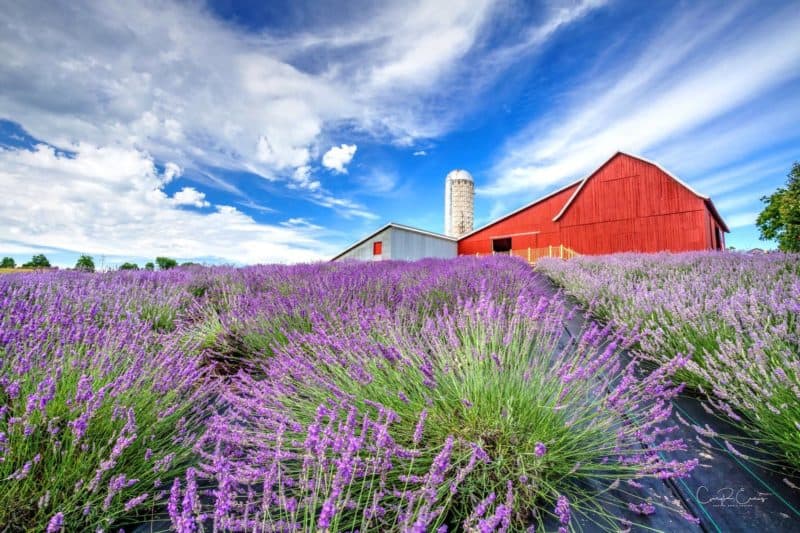 lavender-hill-farm